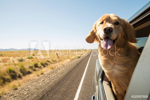 Picture of Golden Retriever Dog on a road trip